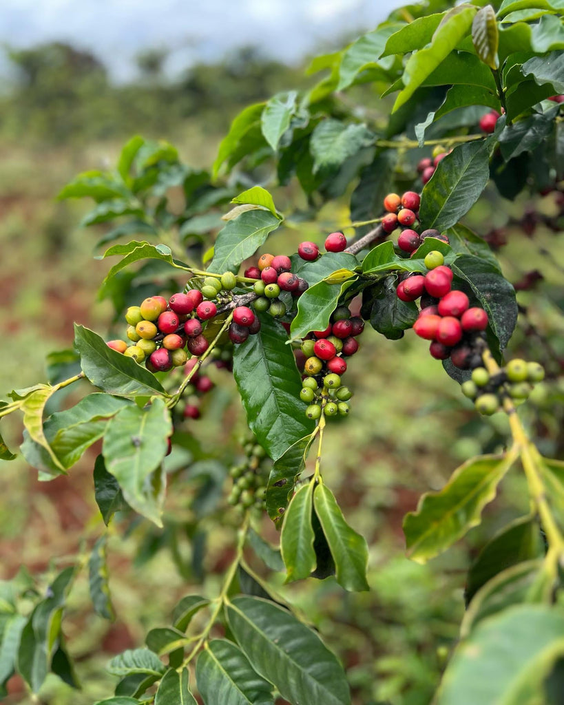 The Kahawa Connection: Learn All About African Coffee